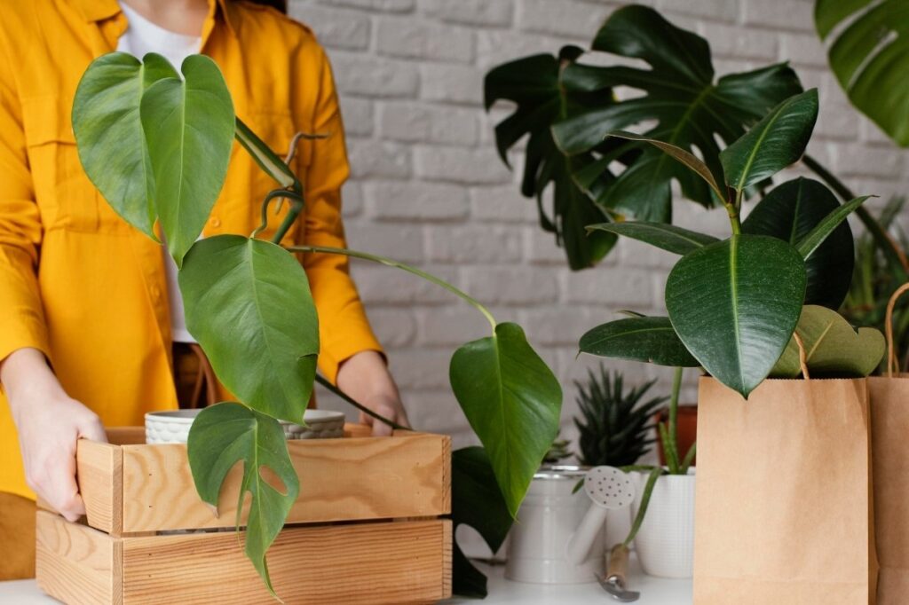 An image of a woman placing plants inside a wooden box 