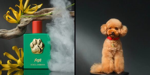 رسم توضيحي إبداعي لعطر D&G fefe مع كلب