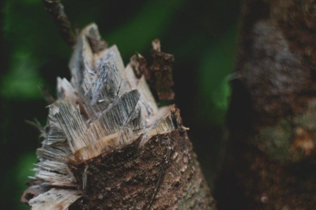 An image of Agarwood tree