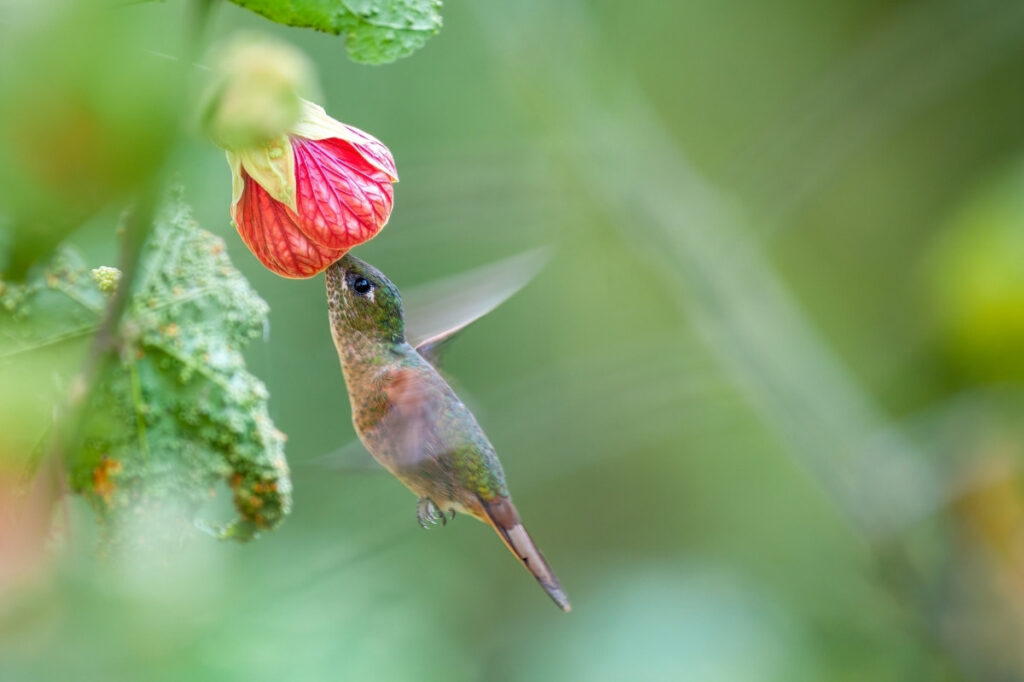 The Best Smelling Flowers Found In Perfumes 18 An image of a humming bird tasting a flower