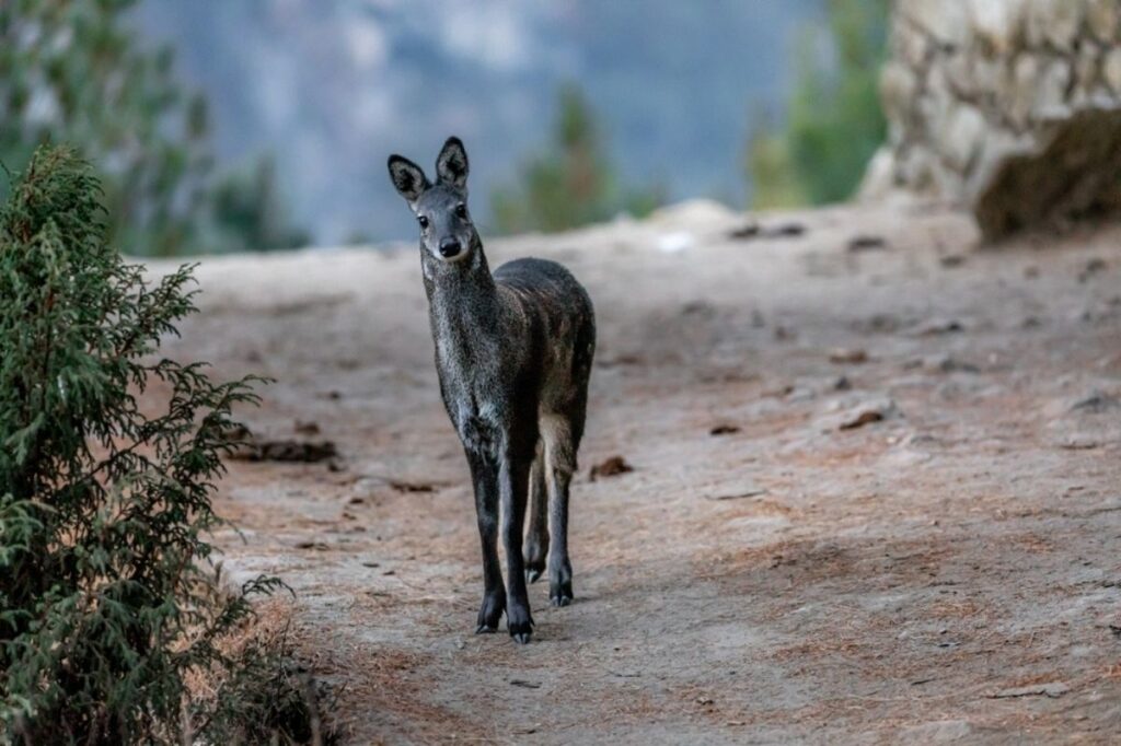 An image of a musk deer