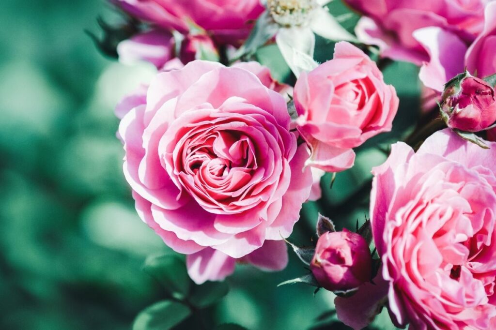 An image of a pink rose