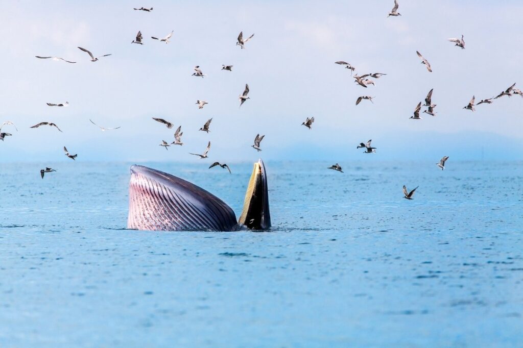 An image of a tail of a whale swimming