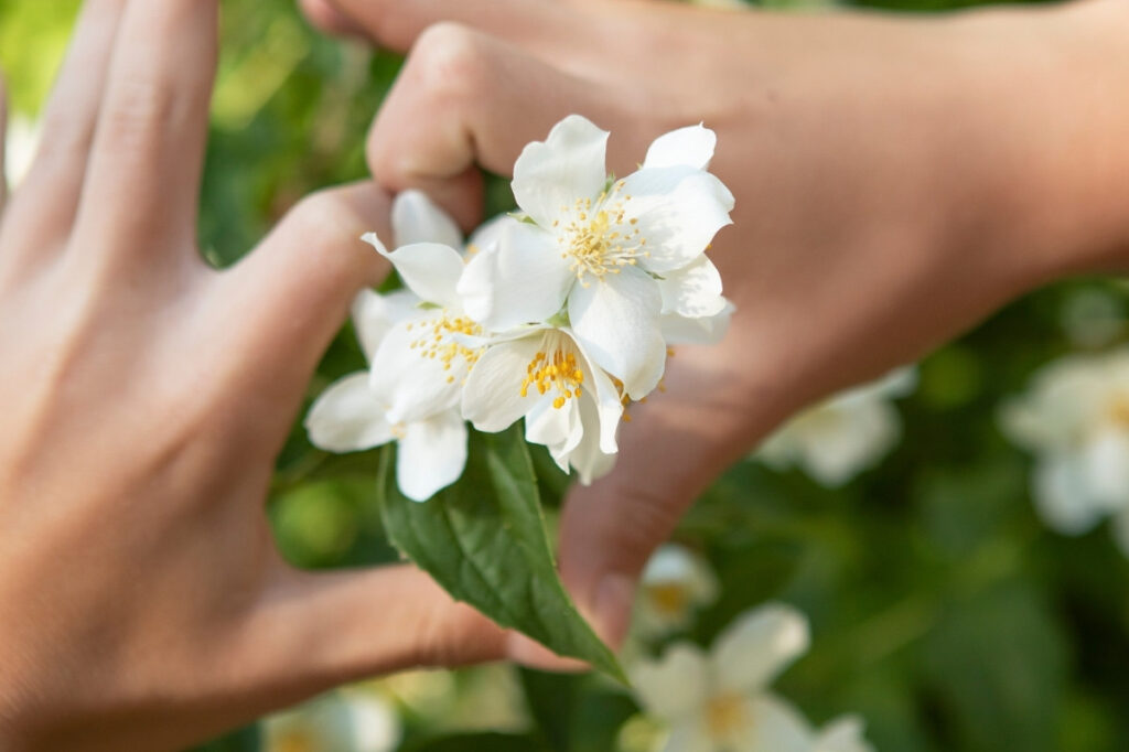 An image of 2 hands holding white jasmine flower