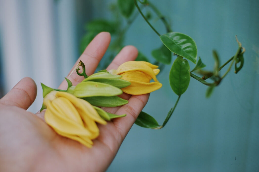 The Best Smelling Flowers Found In Perfumes 24 Ylang Ylang flowers blooms on early in the sunshine morning. Toned with color filter and soft noise