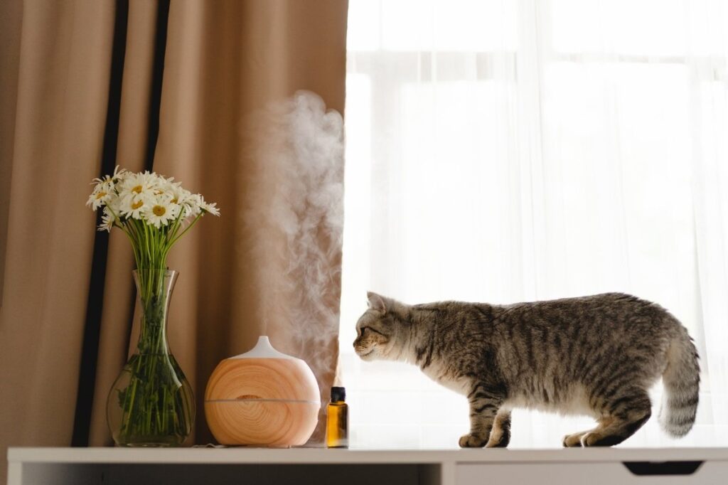 An image of a cat nearby a perfume diffuser