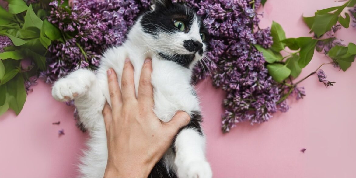 Isang imahe ng isang pusa na nakahiga at isang kamay sa itaas nito