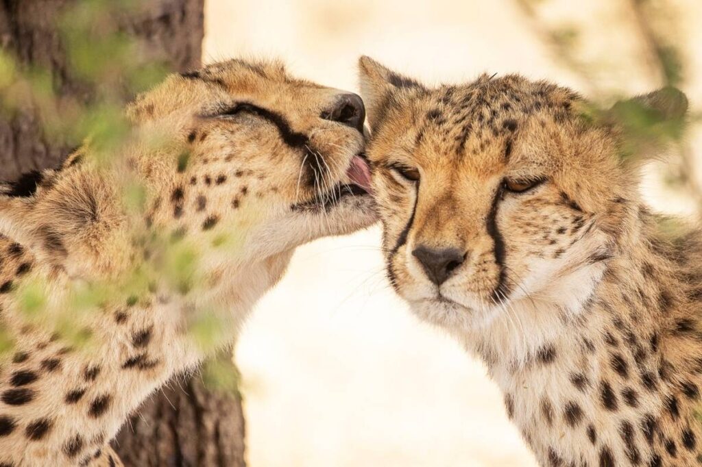 An image of a cheetah licking another cheetah