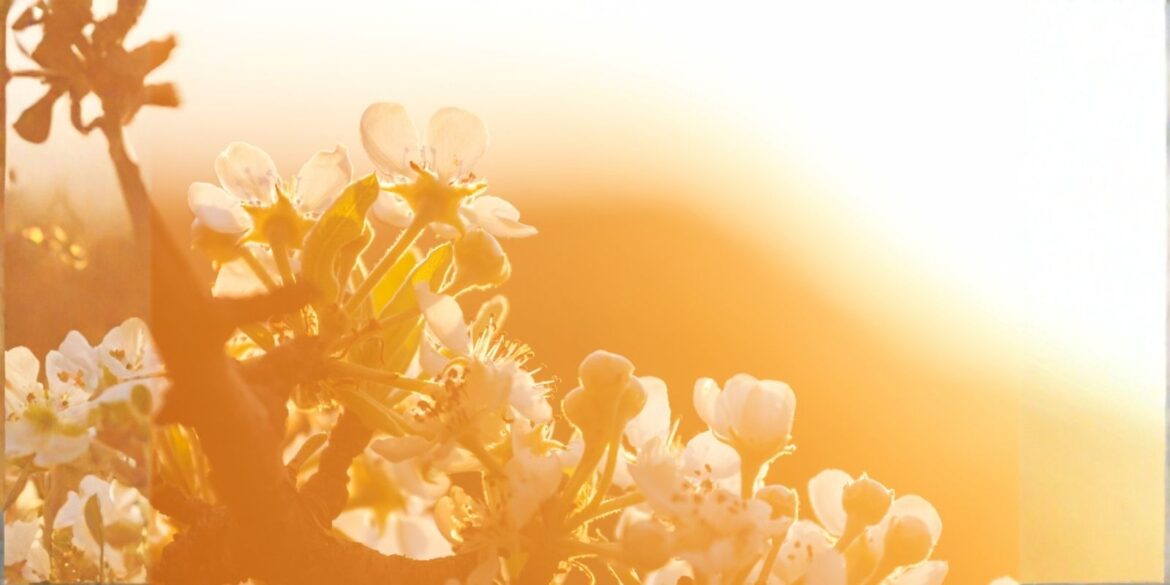 An image of orange blossom and sunlight