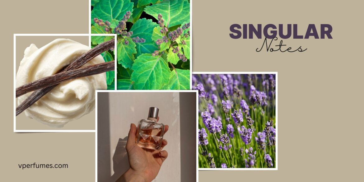 Une image des différentes notes et ingrédients de parfum