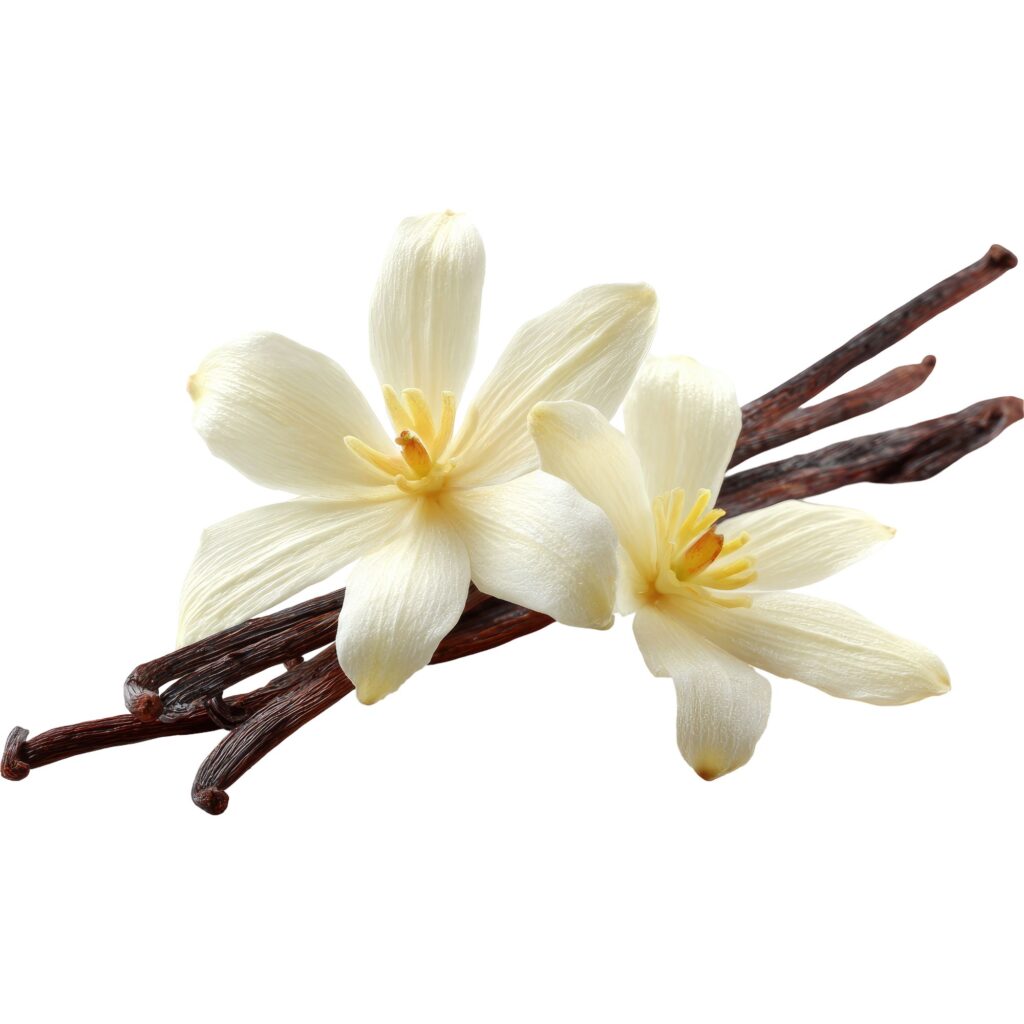 Creamy Notes in Perfumery: What Makes a Fragrance Creamy? 18 Untitled design V Perfumes Blog