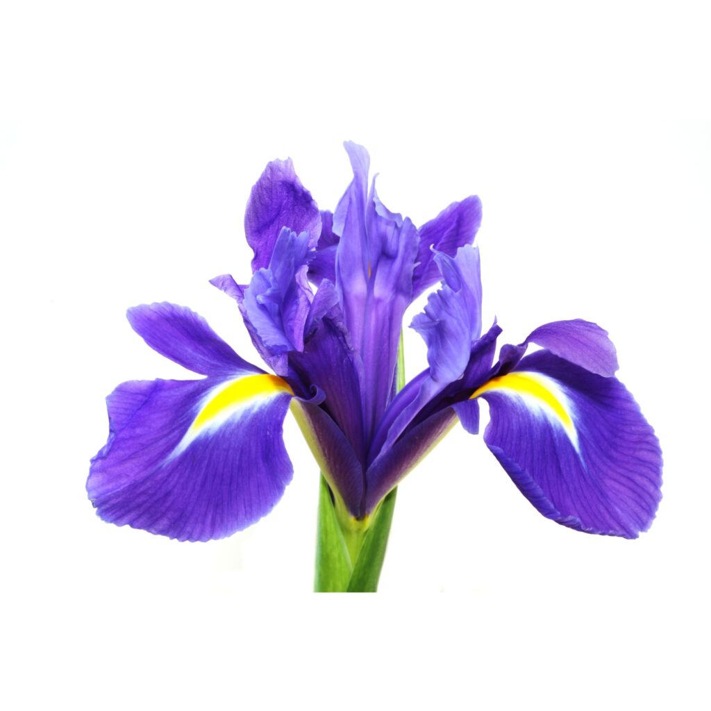 Creamy Notes in Perfumery: What Makes a Fragrance Creamy? 21 Untitled design 3 V Perfumes Blog