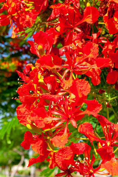 03 flame tree flower V Perfumes Blog